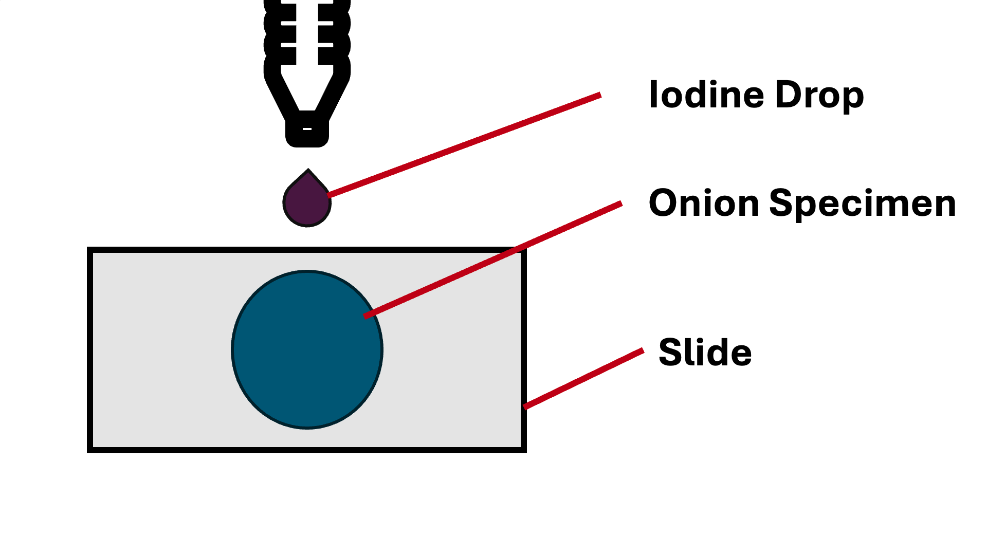 Preparing microscope slide with onion skin