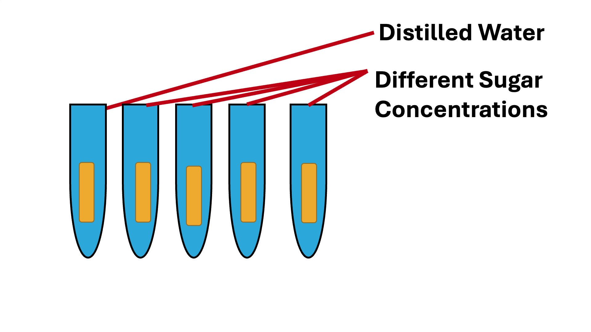 Potato cylinders in test tubes