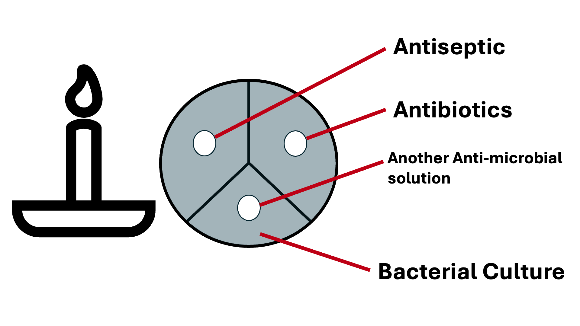 Setting up the microscope with prepared slide