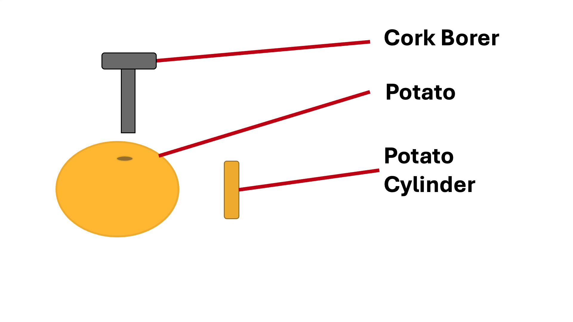 Using a cork borer on a potato