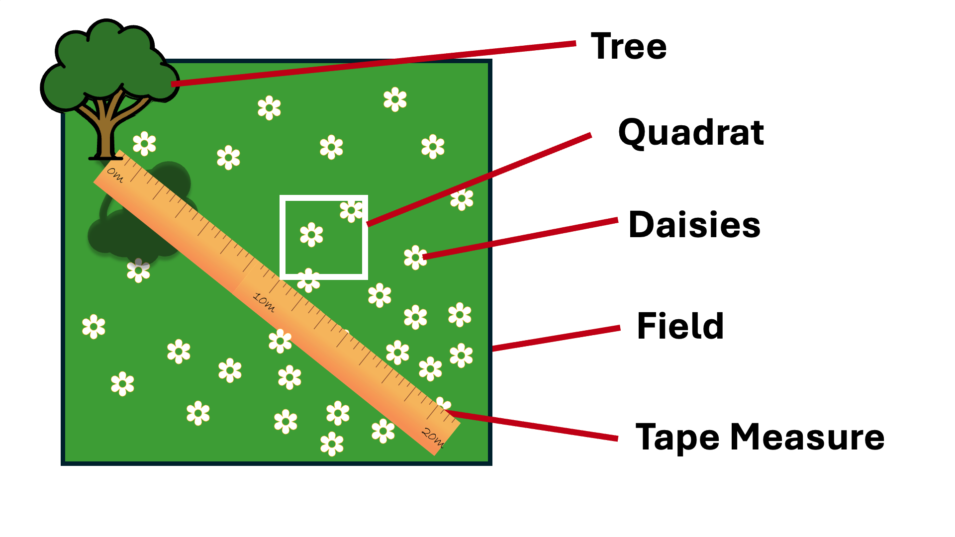 Setting up the microscope with prepared slide