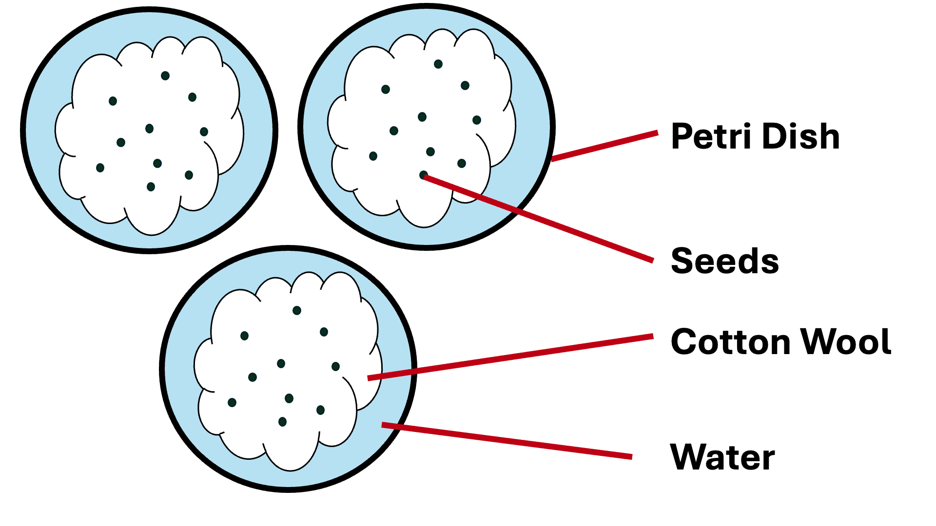 Preparing petri dish