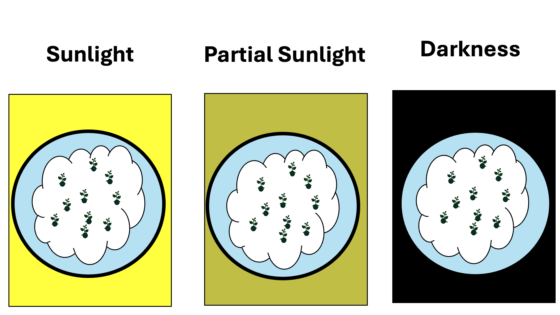 Photosynthesis
